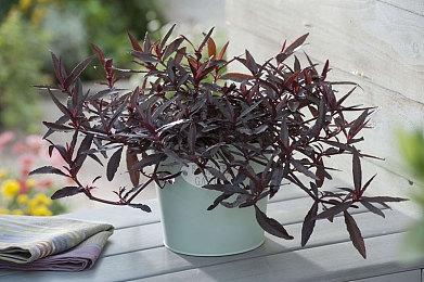 《阿凡达：潘多拉边境》媒体评分解禁 IGN 7分